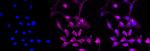 STUB1 Antibody in Immunocytochemistry (ICC/IF)