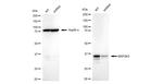 MEK3 Antibody