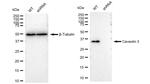 Caveolin 3 Antibody