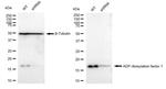 ARF1 Antibody