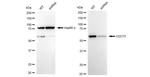 Cdc73 Antibody