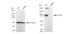 CD105 Antibody