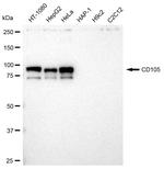 CD105 Antibody in Western Blot (WB)