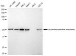 GSR Antibody in Western Blot (WB)