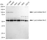 LOXL2 Antibody in Western Blot (WB)