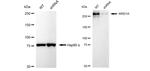 ARID1A Antibody