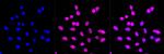 gamma Adaptin Antibody in Immunocytochemistry (ICC/IF)