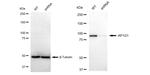 gamma Adaptin Antibody