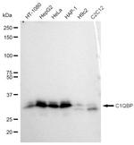 C1QBP Antibody in Western Blot (WB)