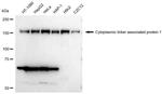 CLASP1 Antibody in Western Blot (WB)