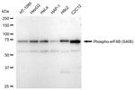 Phospho-eIF4B (Ser406) Antibody in Western Blot (WB)