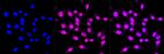 USP13 Antibody in Immunocytochemistry (ICC/IF)