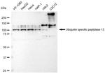 USP13 Antibody in Western Blot (WB)