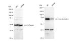 PKC delta/theta Antibody