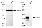 CD298 Antibody