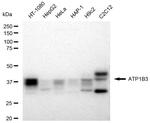 CD298 Antibody in Western Blot (WB)