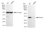 Emerin Antibody