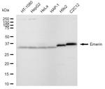 Emerin Antibody in Western Blot (WB)