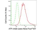 ATP Citrate Lyase Antibody in Flow Cytometry (Flow)