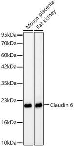 Claudin 6 Antibody in Western Blot (WB)