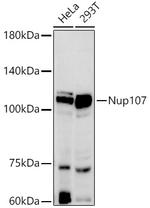 NUP107 Antibody in Western Blot (WB)