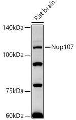 NUP107 Antibody in Western Blot (WB)