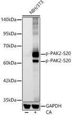 Phospho-PAK2 (Ser20) Antibody in Western Blot (WB)