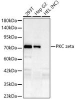 PKC zeta Antibody in Western Blot (WB)