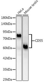 CD55 Antibody in Western Blot (WB)