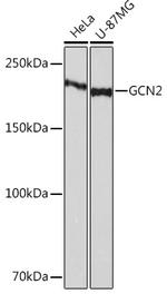 GCN2 Antibody in Western Blot (WB)