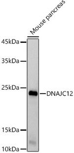 DNAJC12 Antibody in Western Blot (WB)