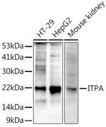 ITPA Antibody in Western Blot (WB)