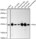 MRAS Antibody in Western Blot (WB)