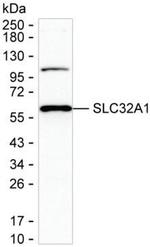 VGAT Antibody in Western Blot (WB)