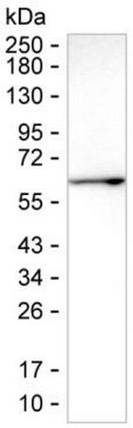 Fetuin B Antibody in Western Blot (WB)