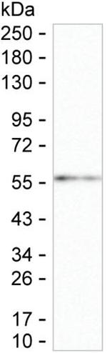 IFN omega Antibody in Western Blot (WB)