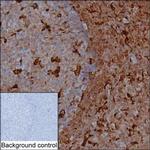 NAGK Antibody in Immunohistochemistry (Paraffin) (IHC (P))