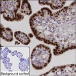 AP2 alpha Antibody in Immunohistochemistry (Paraffin) (IHC (P))