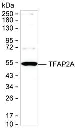 AP2 alpha Antibody in Western Blot (WB)