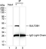 SULT2B1 Antibody in Immunoprecipitation (IP)