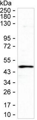 SULT2B1 Antibody in Western Blot (WB)