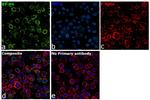 B7-H4 Antibody in Immunocytochemistry (ICC/IF)