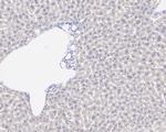 NMDAR2B Antibody in Immunohistochemistry (Paraffin) (IHC (P))