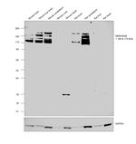 NMDAR2B Antibody in Western Blot (WB)