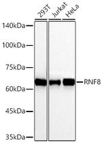 RNF8 Antibody in Western Blot (WB)