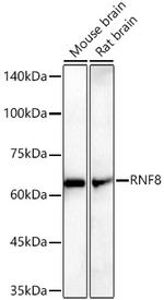 RNF8 Antibody in Western Blot (WB)