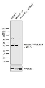 Alpha-Smooth Muscle Actin Antibody in Western Blot (WB)