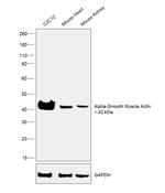 Alpha-Smooth Muscle Actin Antibody in Western Blot (WB)