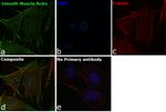 Alpha-Smooth Muscle Actin Antibody in Immunocytochemistry (ICC/IF)