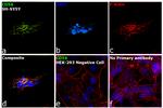 CD56 Antibody in Immunocytochemistry (ICC/IF)